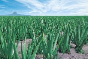 Logo aloe Vera